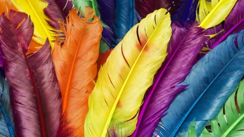 Colorful Feathers wallpaper