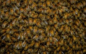 Swarm of Bees wallpaper