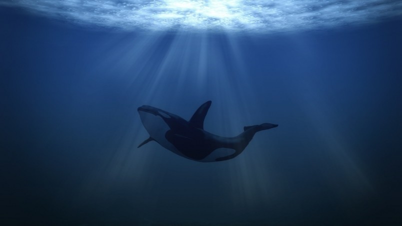 Big Whale Underwater wallpaper