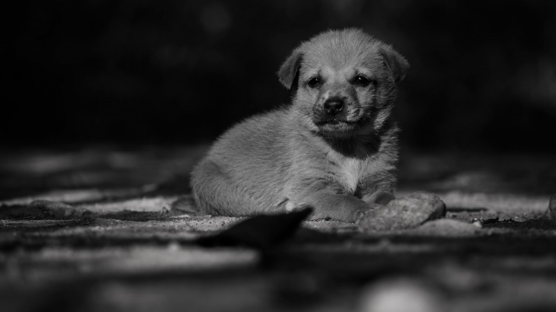 Adorable Lonely Puppy wallpaper