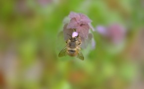 Bumblebee on Flower wallpaper