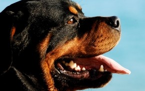 Rottweiler Dog Portrait wallpaper