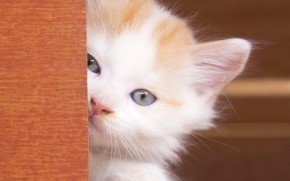 Beautiful Kitty Eyes wallpaper
