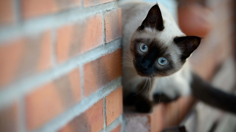 Siamese Cat on Brick Wall wallpaper