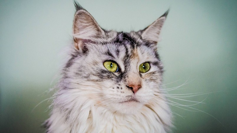 Silver Maine Coon Cat with Green Eyes wallpaper