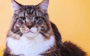 Maine Coon Cat Close Up wallpaper