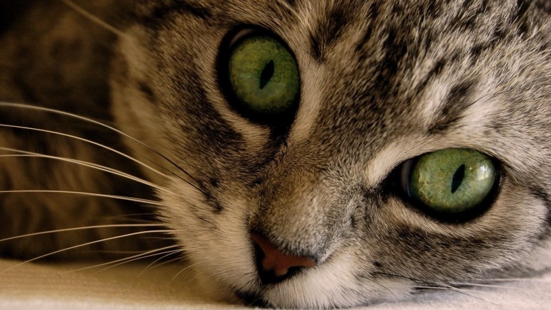 Green Eye Manx Cat wallpaper