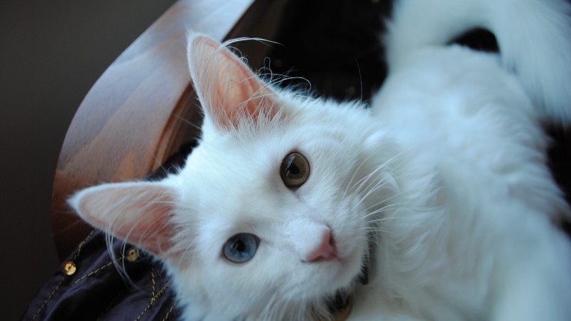 White Turkish Agora Cat with Odd Eyes wallpaper