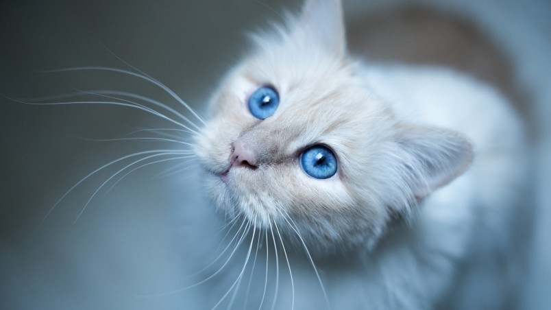 Cat Eye Hd Wallpaper