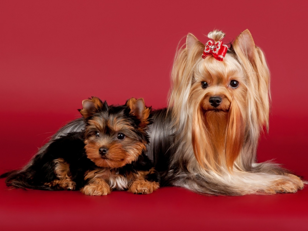 2 Cute Dogs for 1024 x 768 resolution