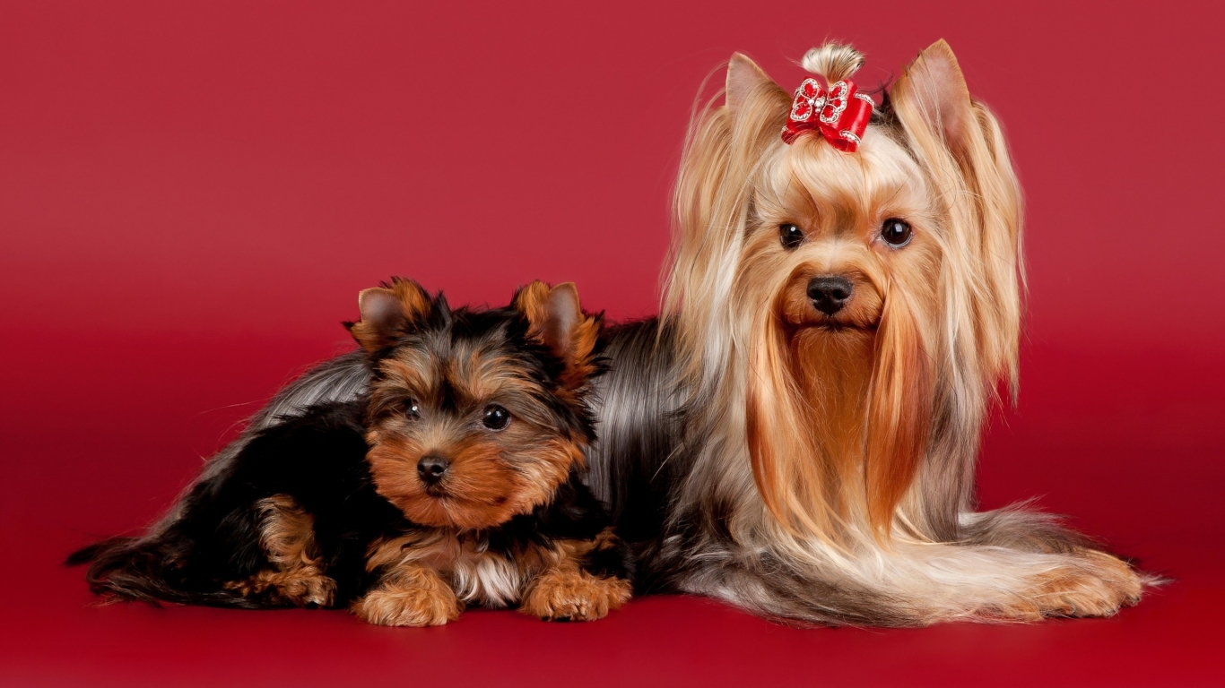 2 Cute Dogs for 1366 x 768 HDTV resolution