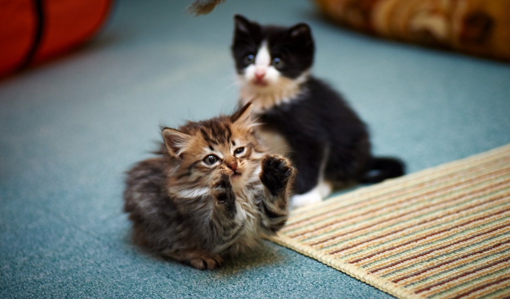 2 Cute Kitties for 1024 x 600 widescreen resolution