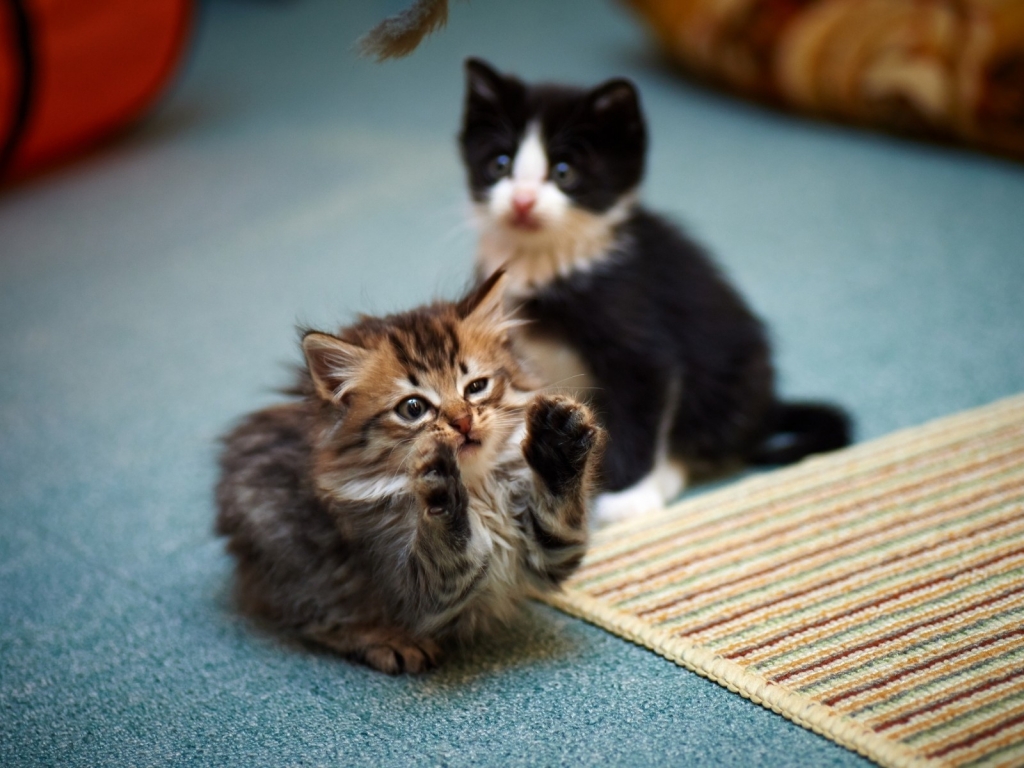 2 Cute Kitties for 1024 x 768 resolution