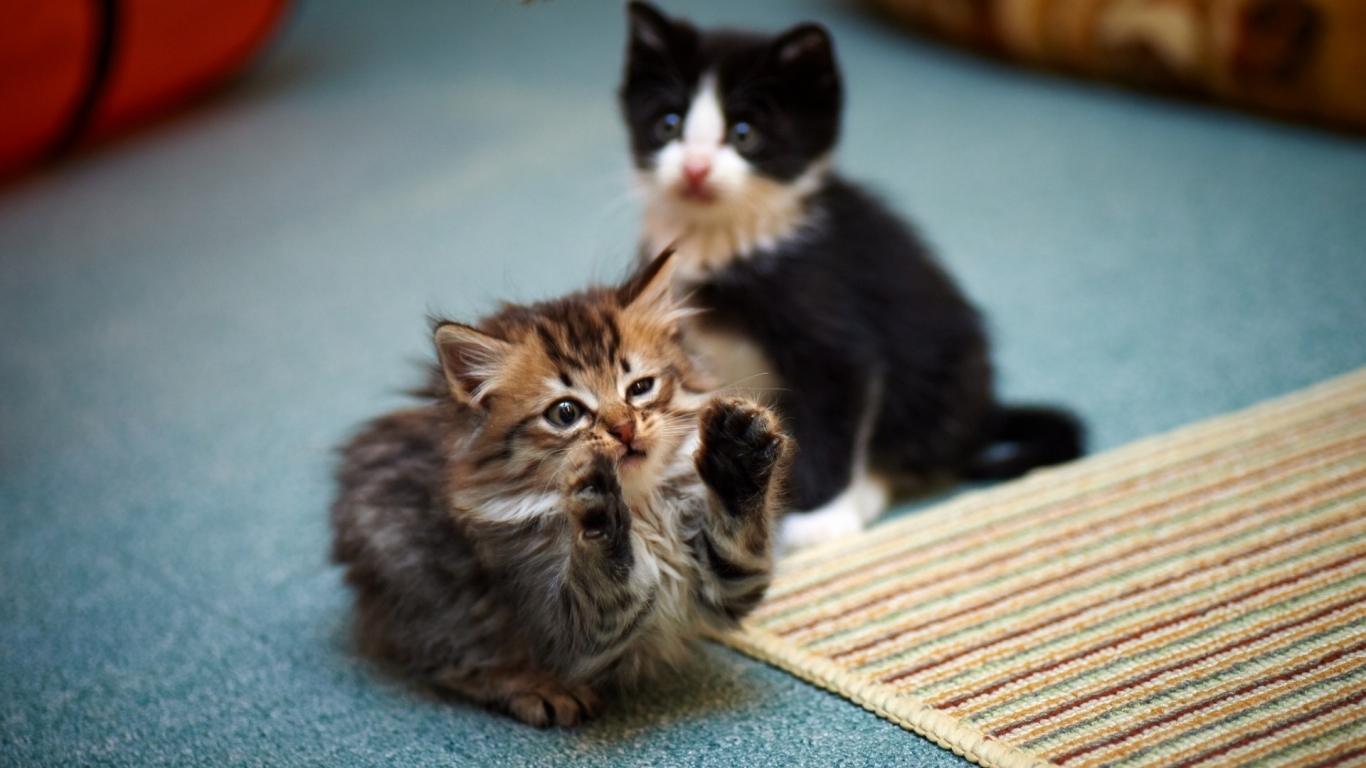 2 Cute Kitties for 1366 x 768 HDTV resolution