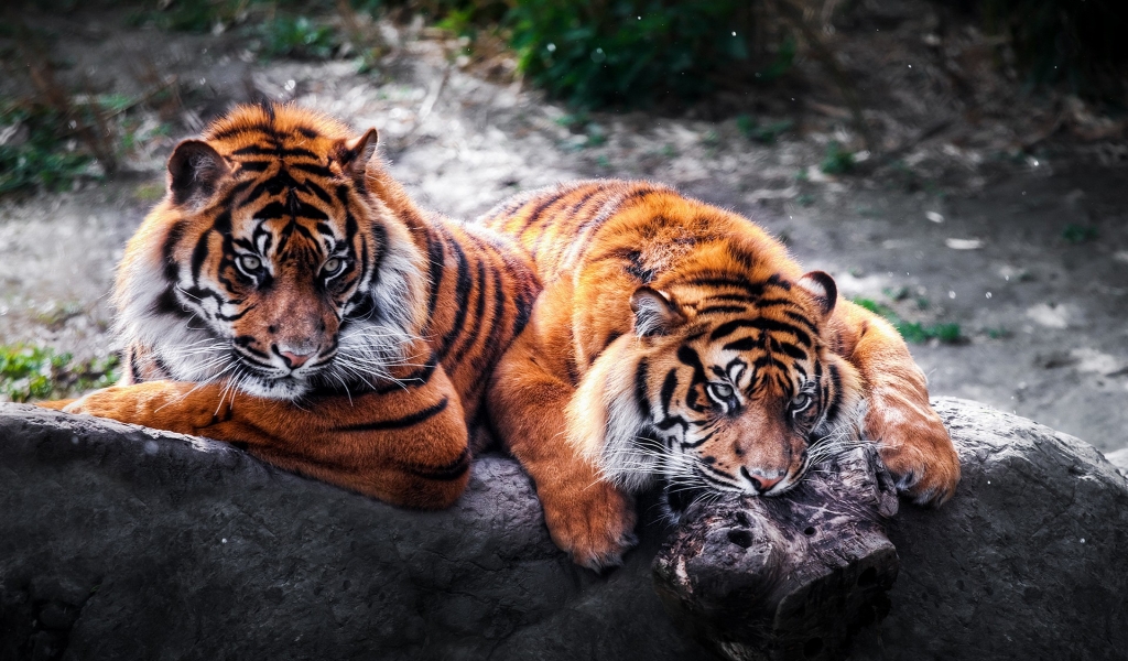 2 Tigers for 1024 x 600 widescreen resolution