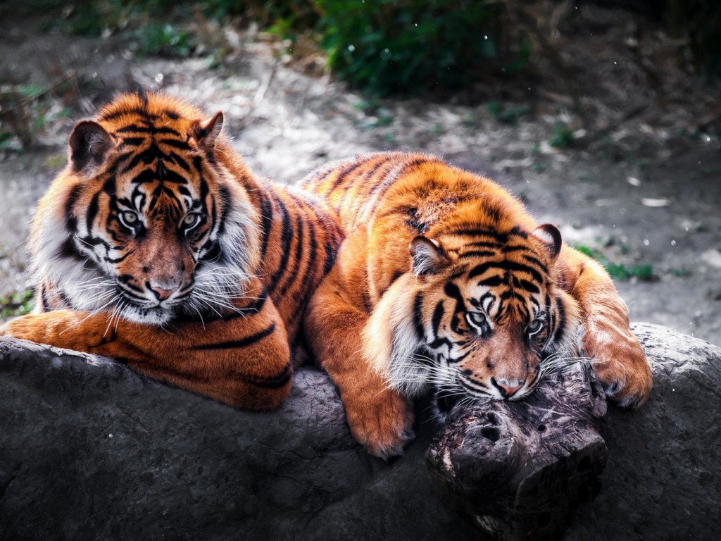 2 Tigers for 1024 x 768 resolution