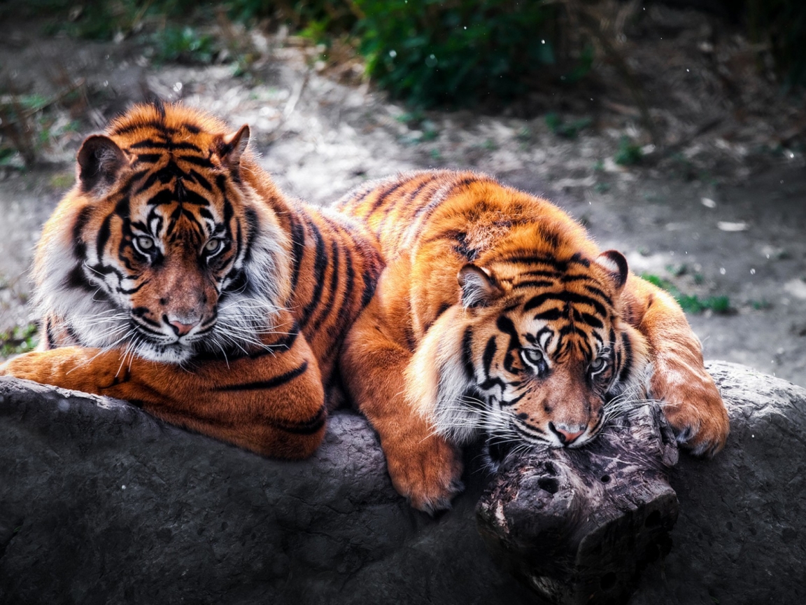 2 Tigers for 1152 x 864 resolution