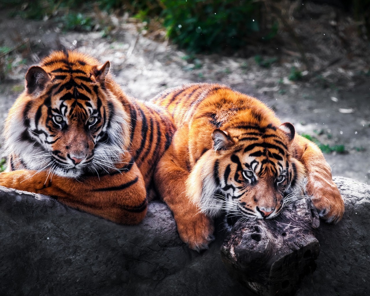 2 Tigers for 1280 x 1024 resolution