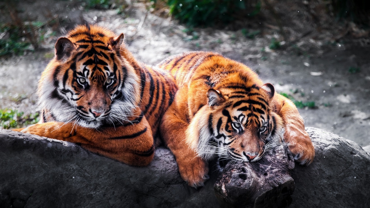 2 Tigers for 1280 x 720 HDTV 720p resolution