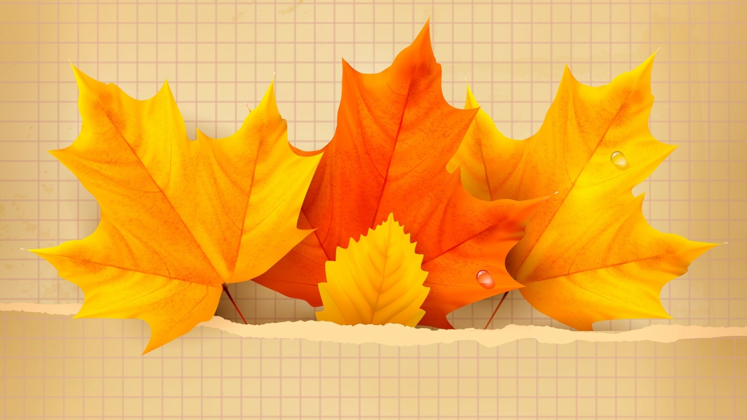 3 Beautiful Autumn Leaves for 1536 x 864 HDTV resolution