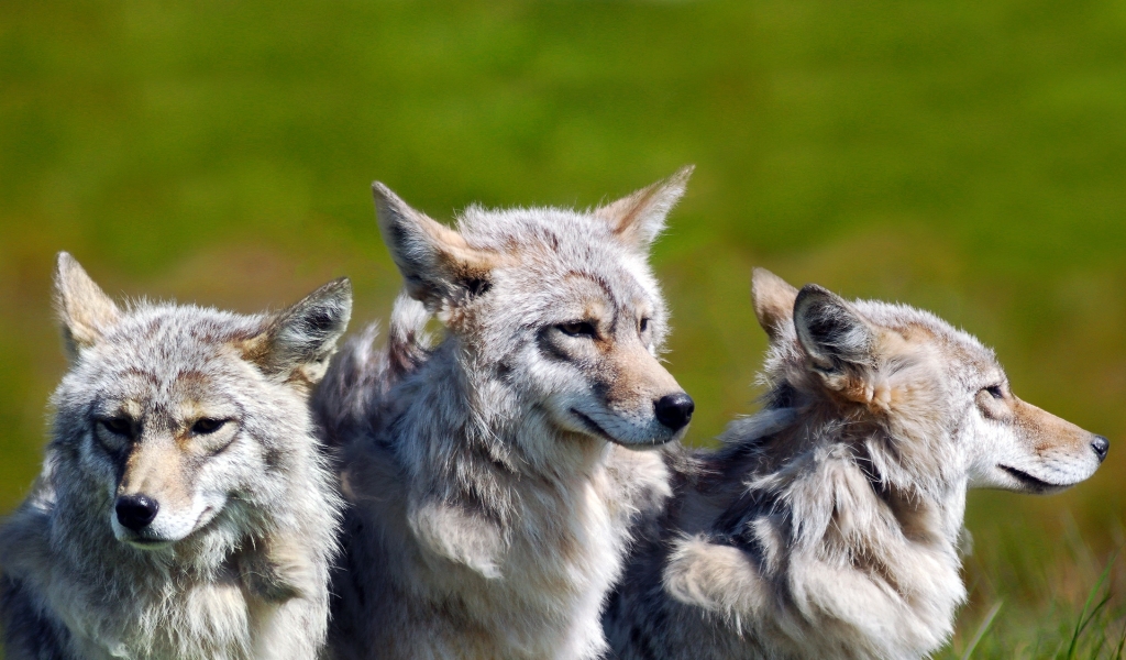 3 Brother Wolves for 1024 x 600 widescreen resolution