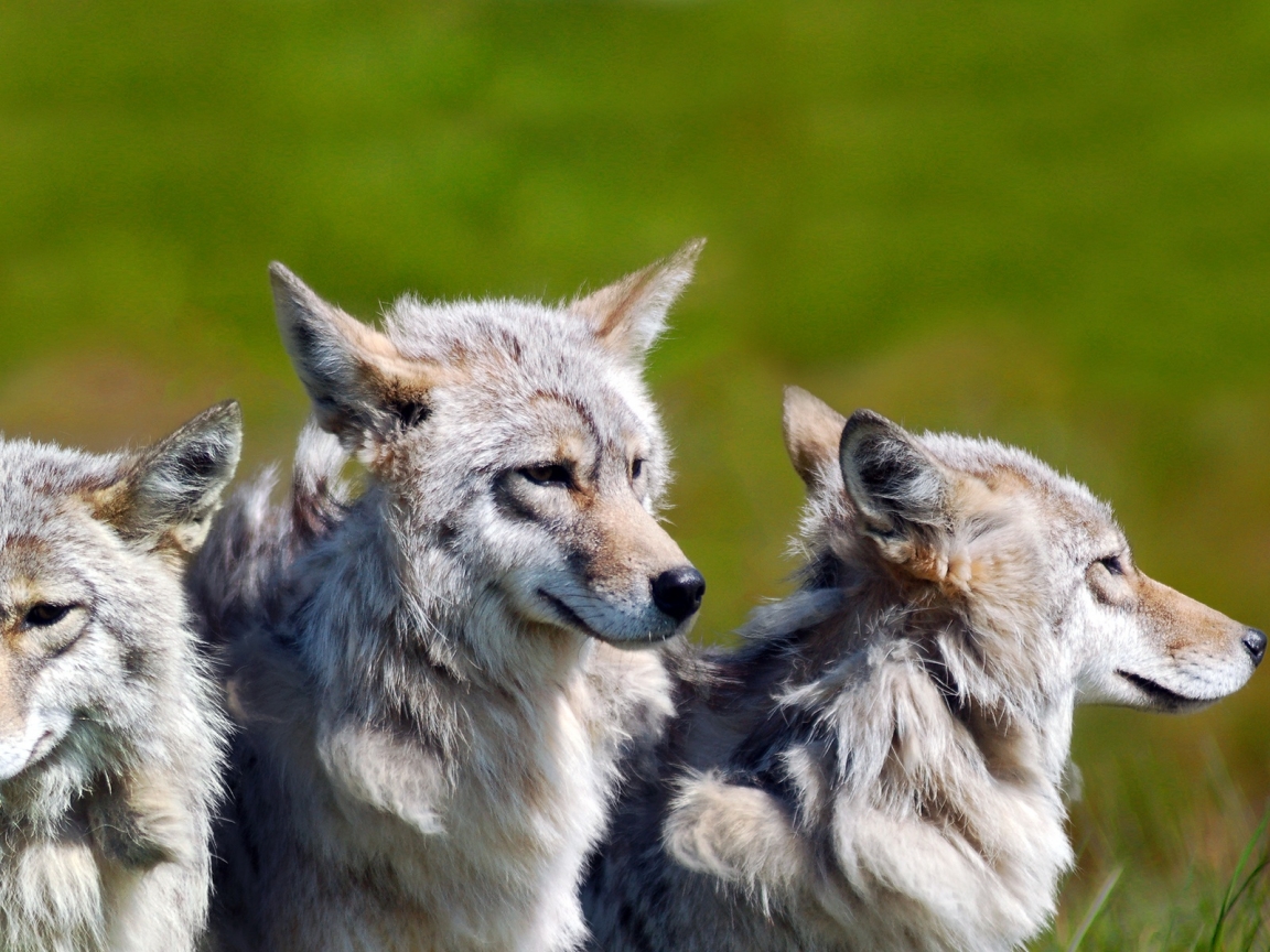 3 Brother Wolves for 1152 x 864 resolution