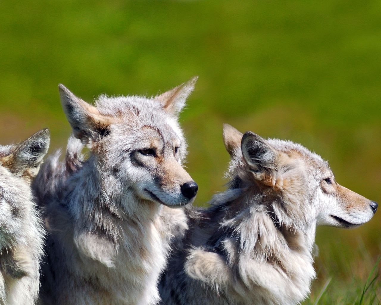 3 Brother Wolves for 1280 x 1024 resolution