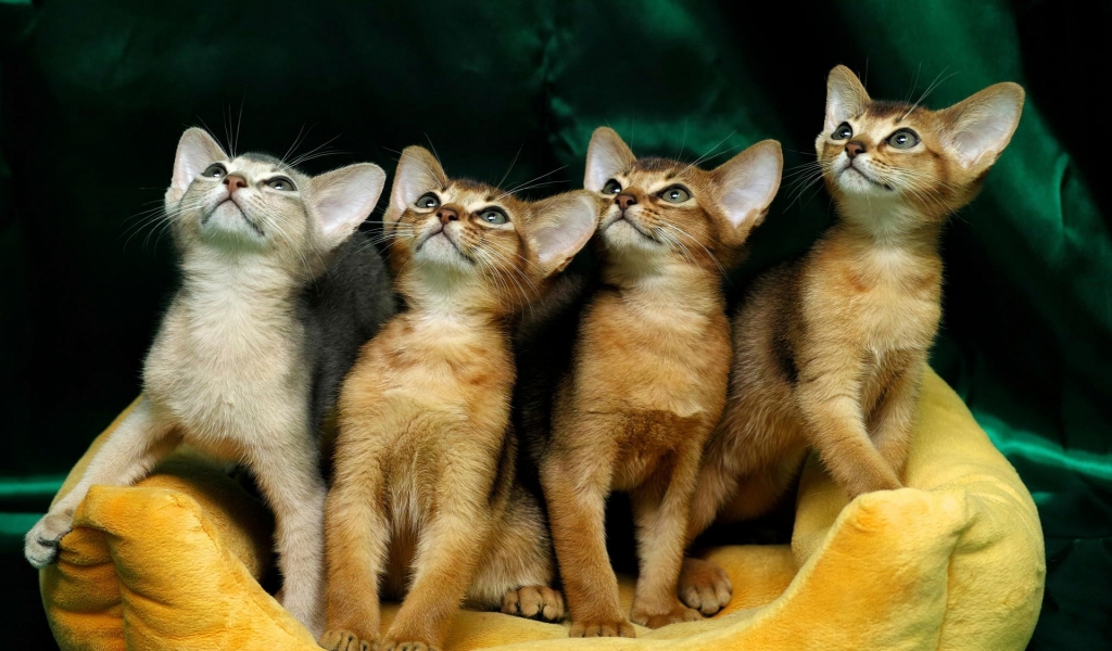 4 Cute Kittens for 1024 x 600 widescreen resolution