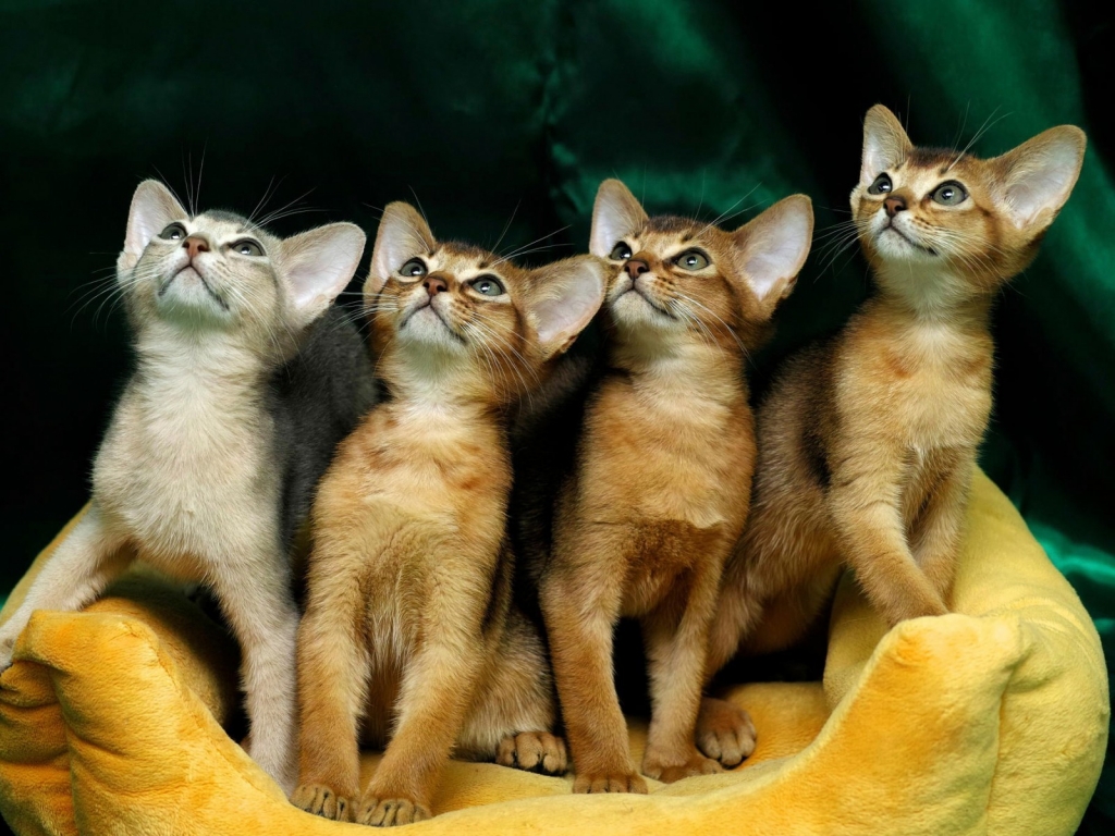 4 Cute Kittens for 1024 x 768 resolution