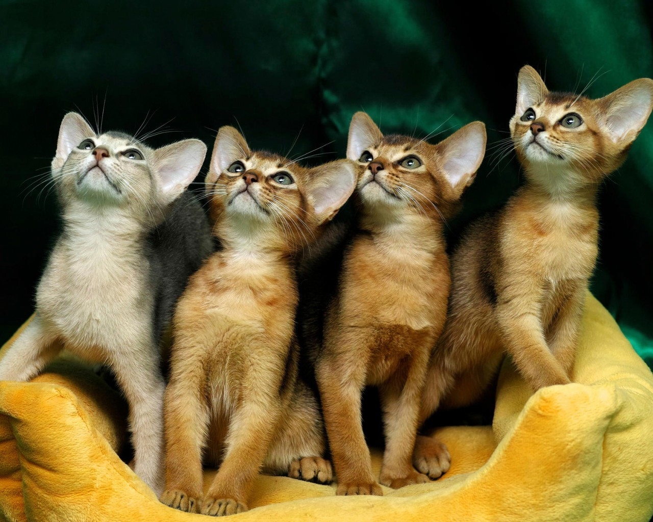 4 Cute Kittens for 1280 x 1024 resolution