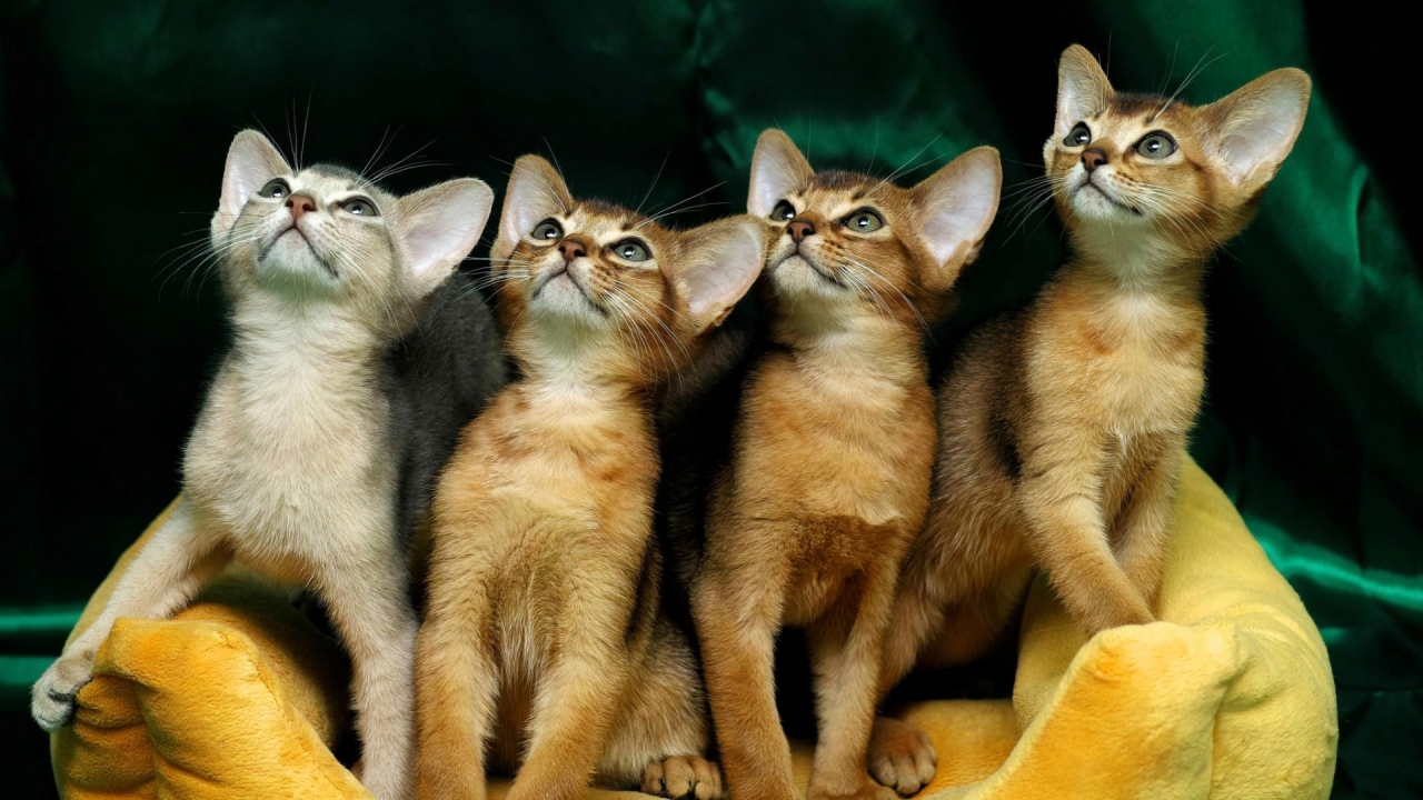 4 Cute Kittens for 1280 x 720 HDTV 720p resolution