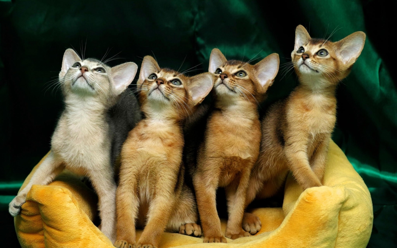 4 Cute Kittens for 1280 x 800 widescreen resolution