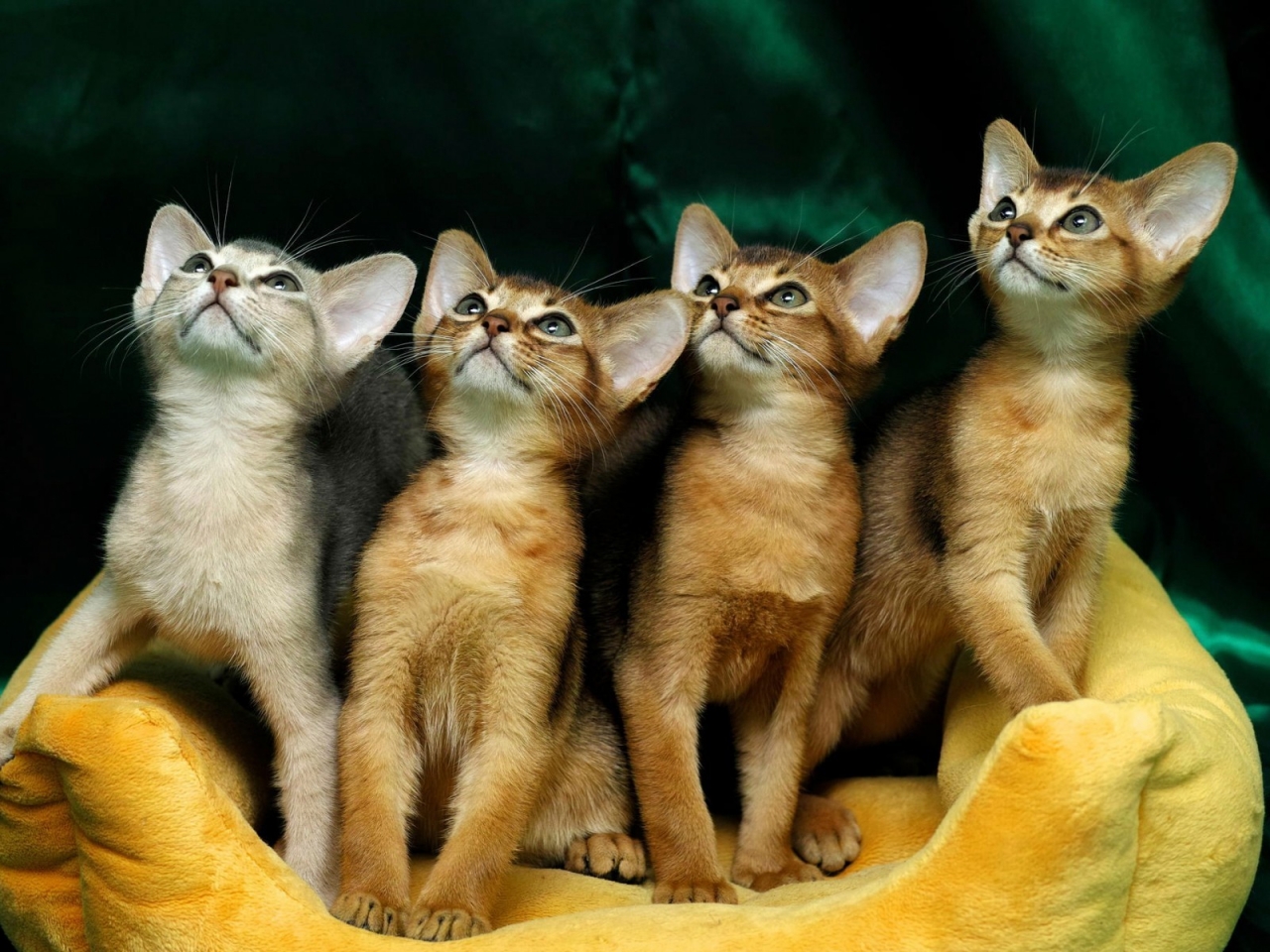 4 Cute Kittens for 1280 x 960 resolution
