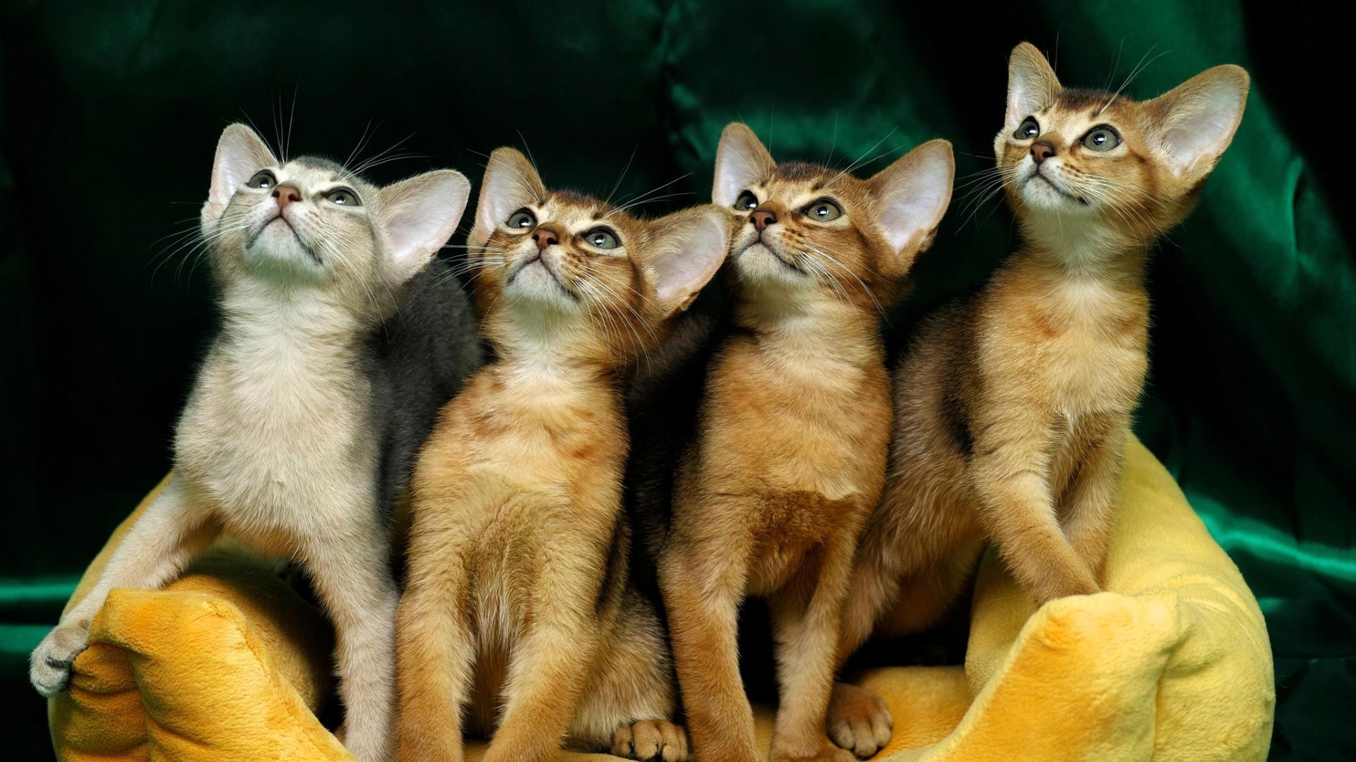 4 Cute Kittens for 1920 x 1080 HDTV 1080p resolution