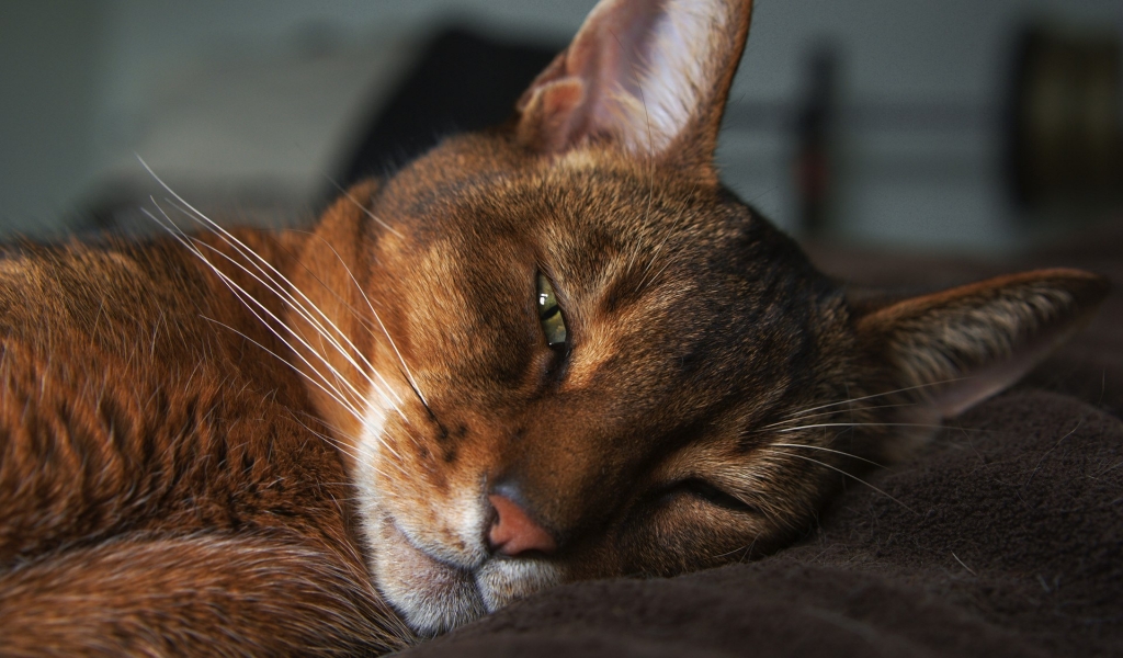 Abyssinian Cat for 1024 x 600 widescreen resolution