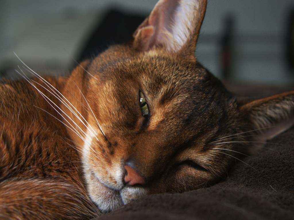 Abyssinian Cat for 1024 x 768 resolution