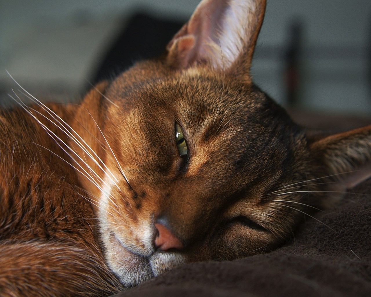 Abyssinian Cat for 1280 x 1024 resolution