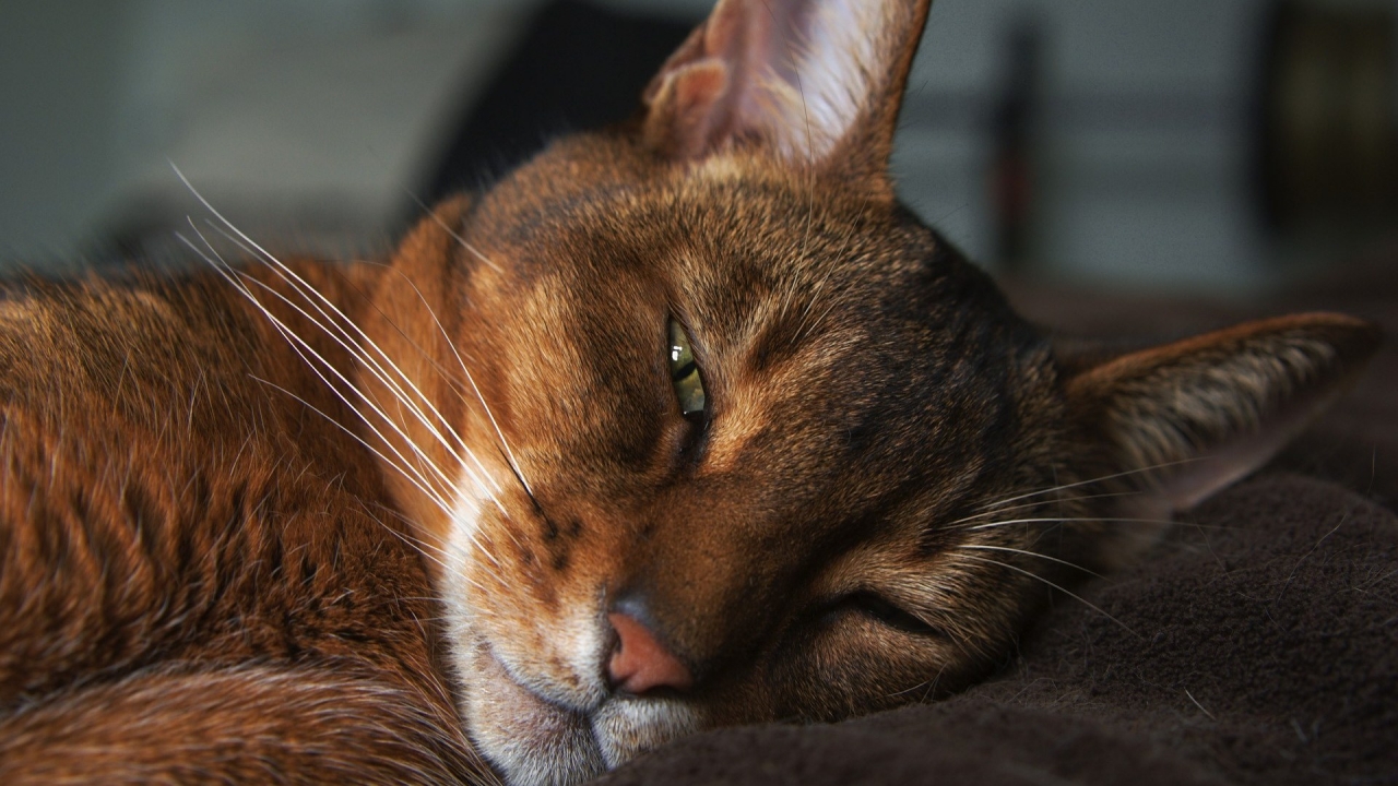 Abyssinian Cat for 1280 x 720 HDTV 720p resolution