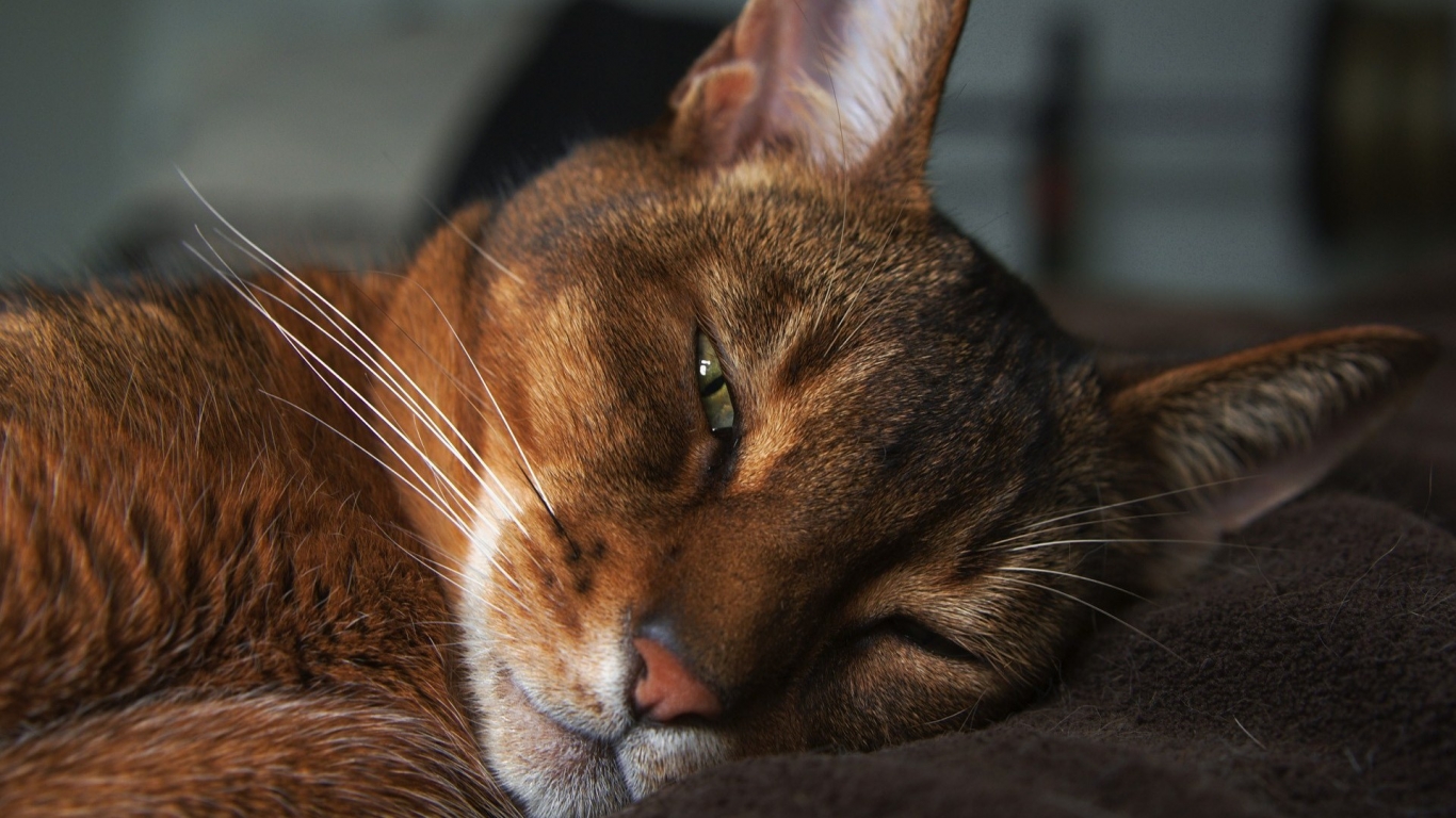 Abyssinian Cat for 1366 x 768 HDTV resolution