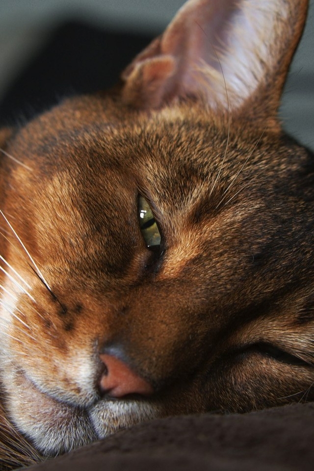 Abyssinian Cat for 640 x 960 iPhone 4 resolution