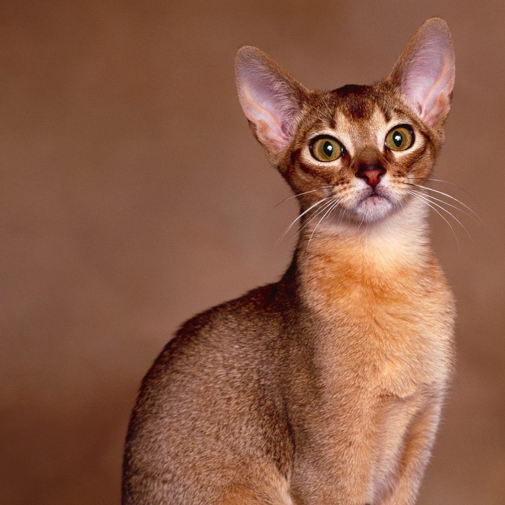 Abyssinian Cat Close Up for 1024 x 1024 iPad resolution