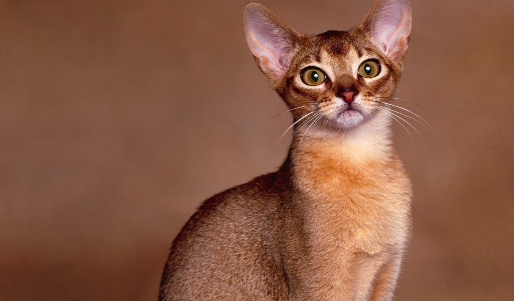 Abyssinian Cat Close Up for 1024 x 600 widescreen resolution