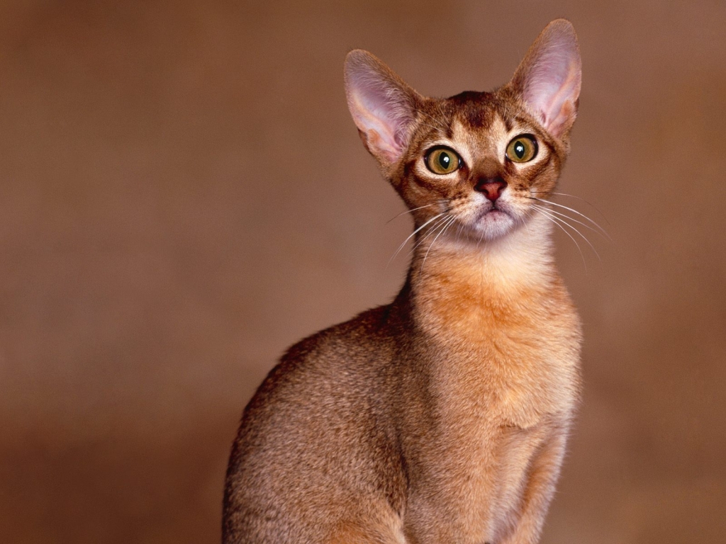 Abyssinian Cat Close Up for 1024 x 768 resolution