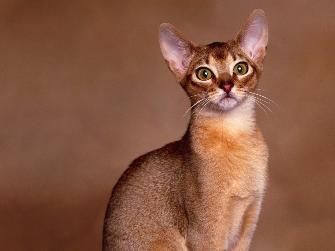 Abyssinian Cat Close Up for 1152 x 864 resolution