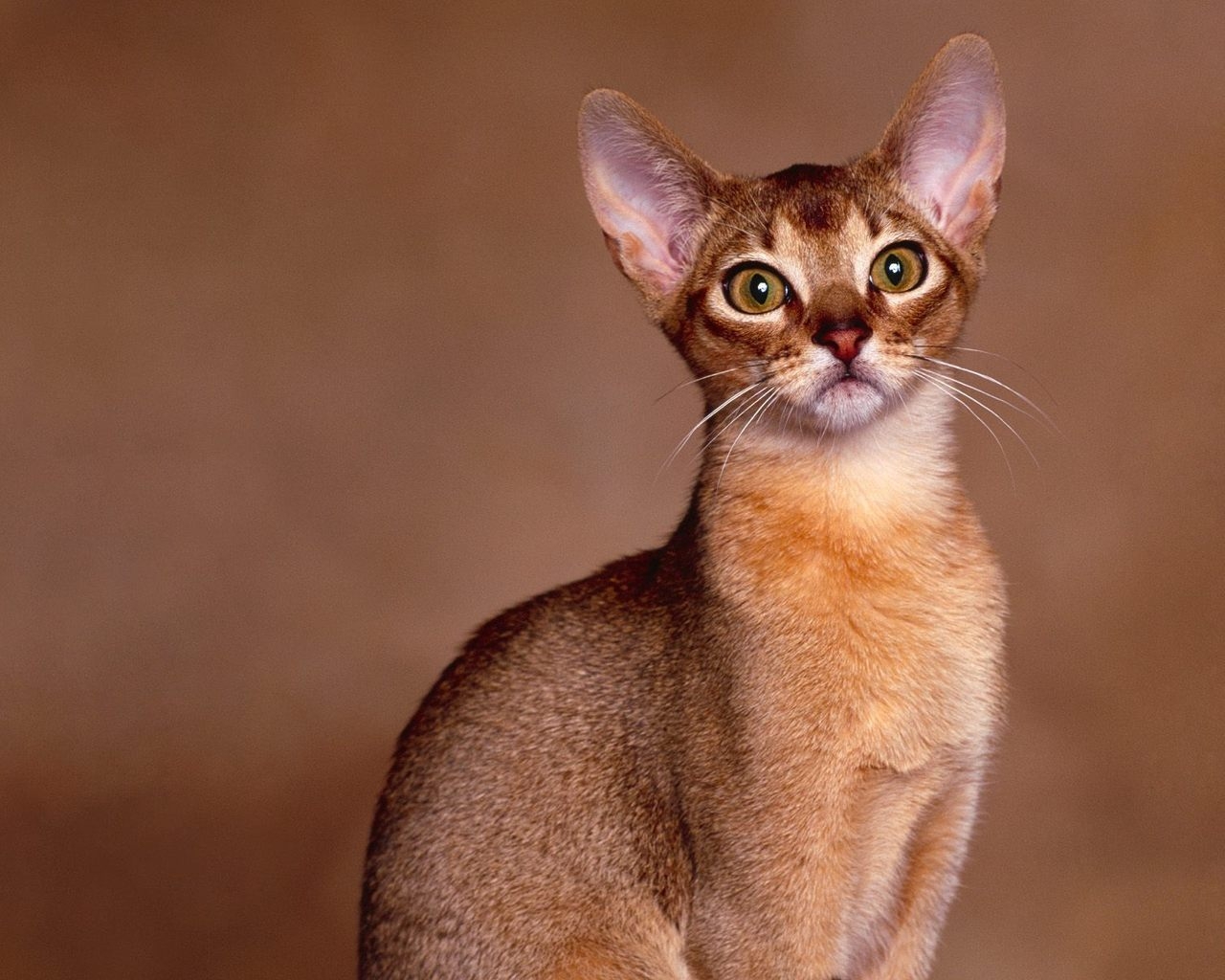 Abyssinian Cat Close Up for 1280 x 1024 resolution