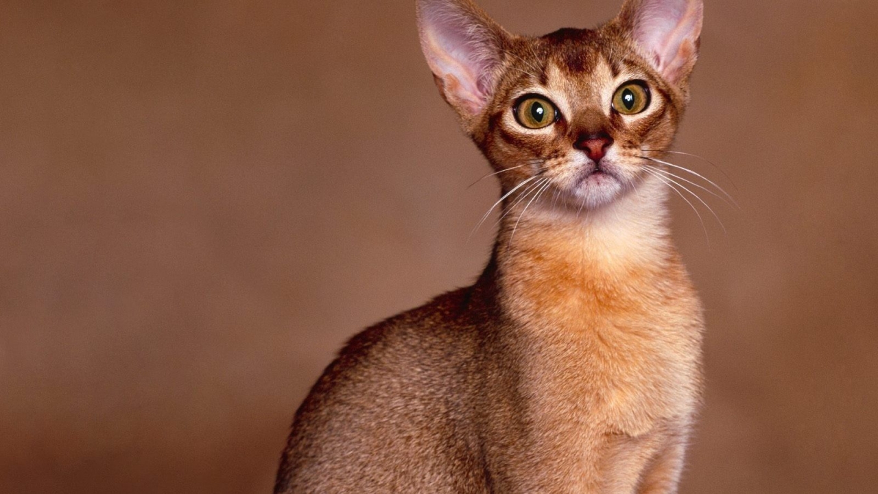 Abyssinian Cat Close Up for 1280 x 720 HDTV 720p resolution