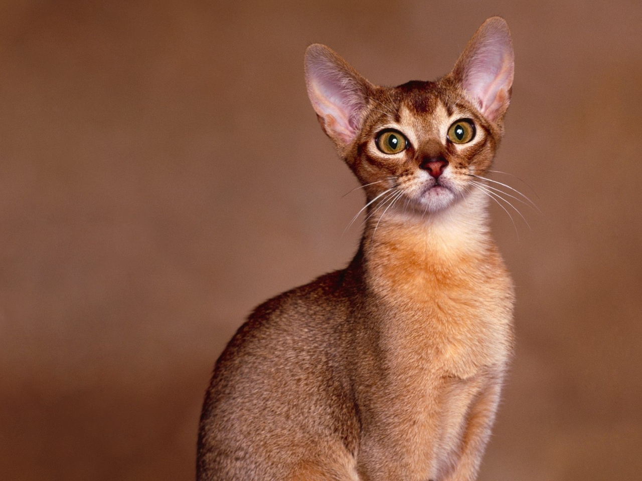 Abyssinian Cat Close Up for 1280 x 960 resolution