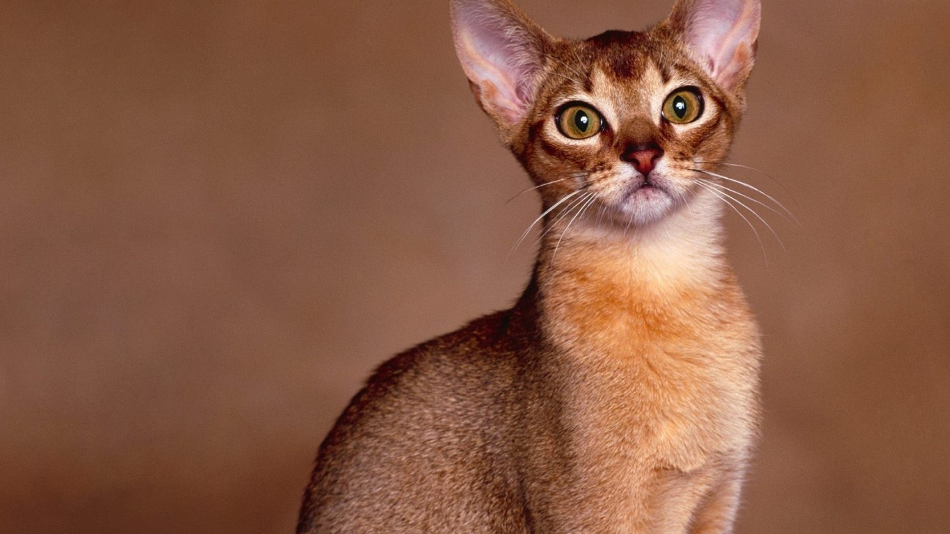 Abyssinian Cat Close Up for 1366 x 768 HDTV resolution