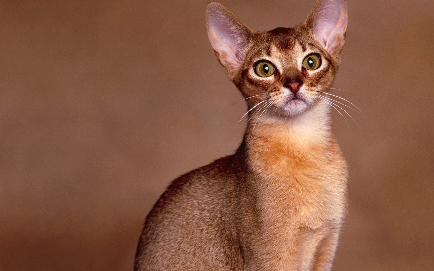 Abyssinian Cat Close Up for 1440 x 900 widescreen resolution