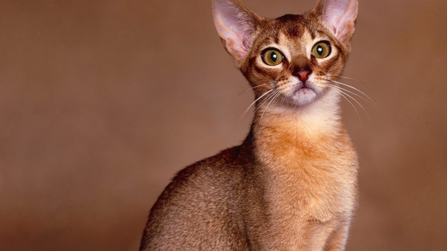 Abyssinian Cat Close Up for 1536 x 864 HDTV resolution